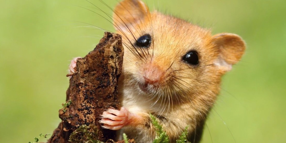 如何分辨睡鼠公母