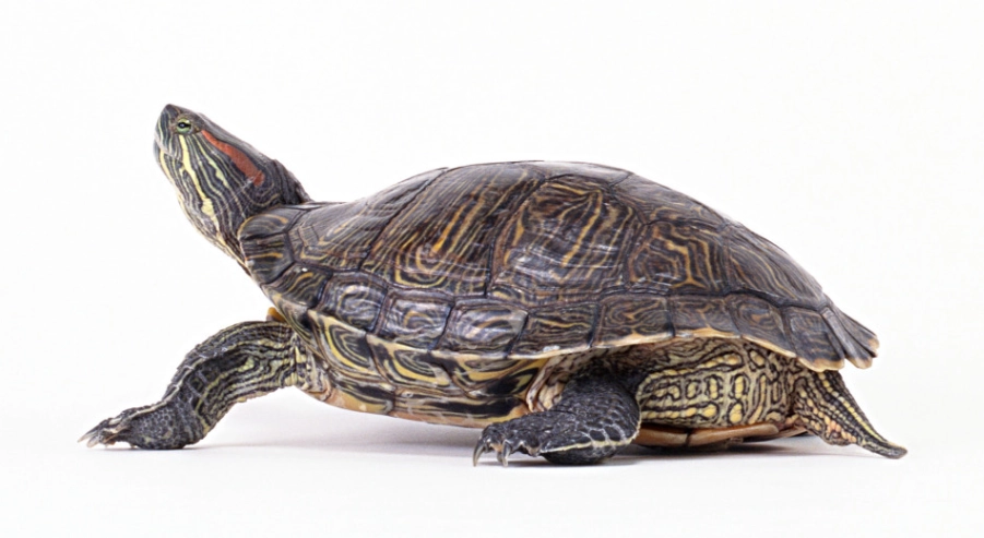 寵物龜健康管理