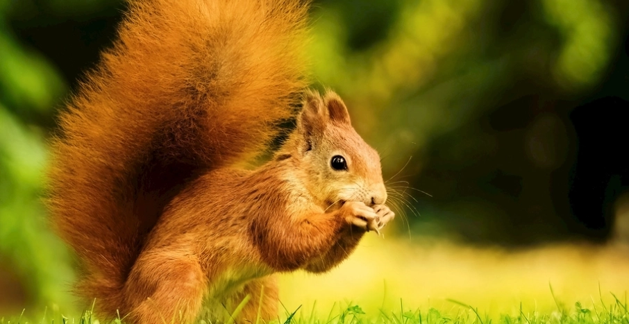 寵物松鼠感情建立