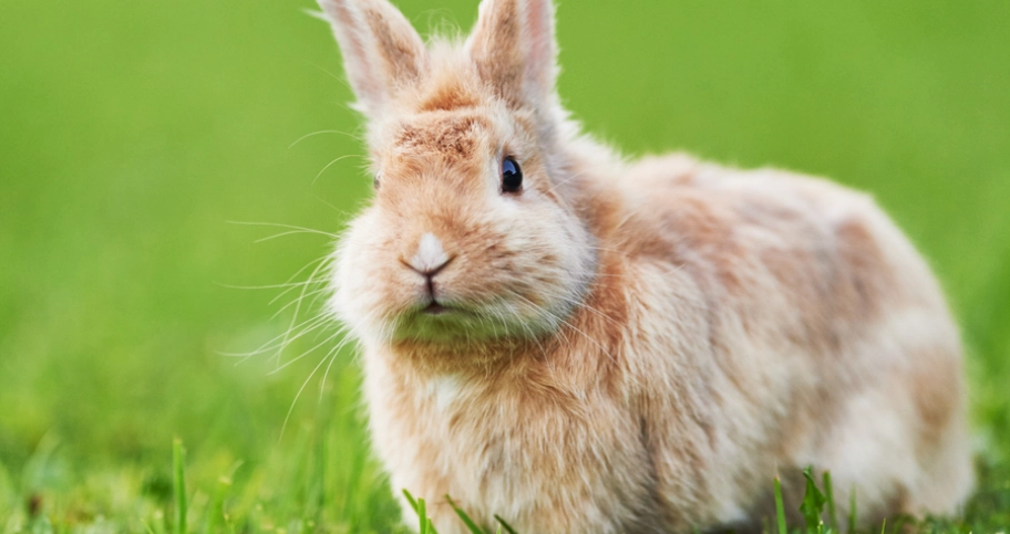 寵物兔健康檢查