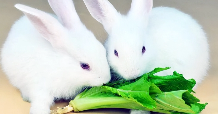 兔子一歲人類幾歲