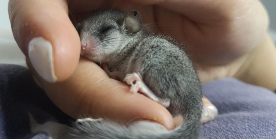 如何分辨睡鼠公母