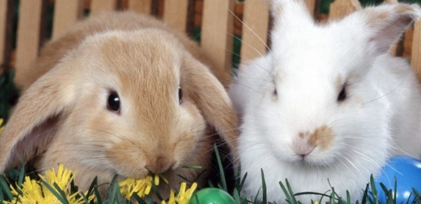荷蘭侏儒兔