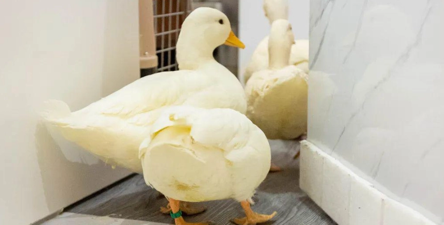 寵物鴨子飼養 寵物鴨子飼養