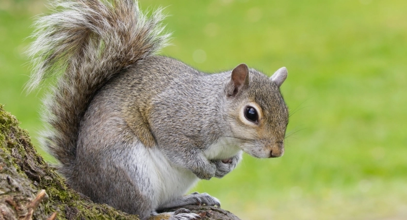 寵物松鼠感情建立