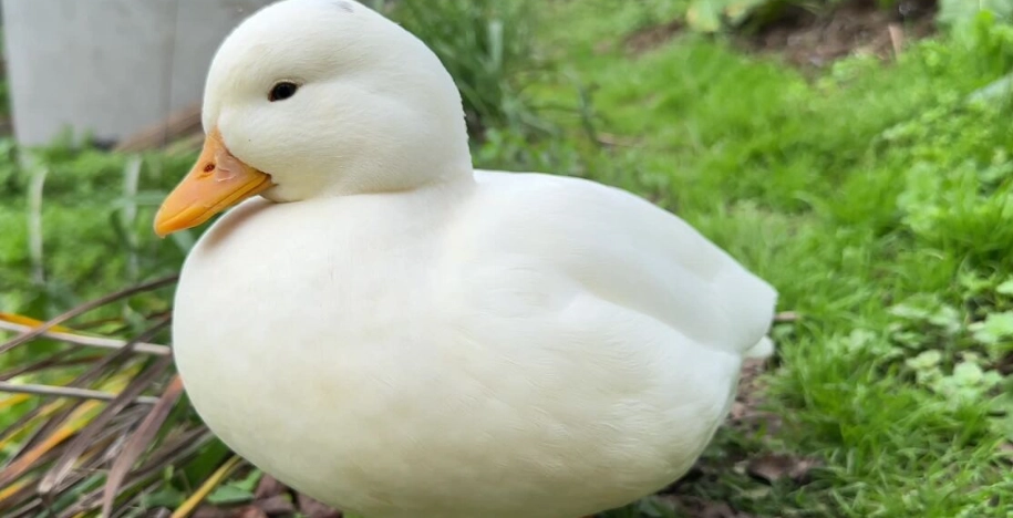 寵物鴨子飼養 寵物鴨子飼養