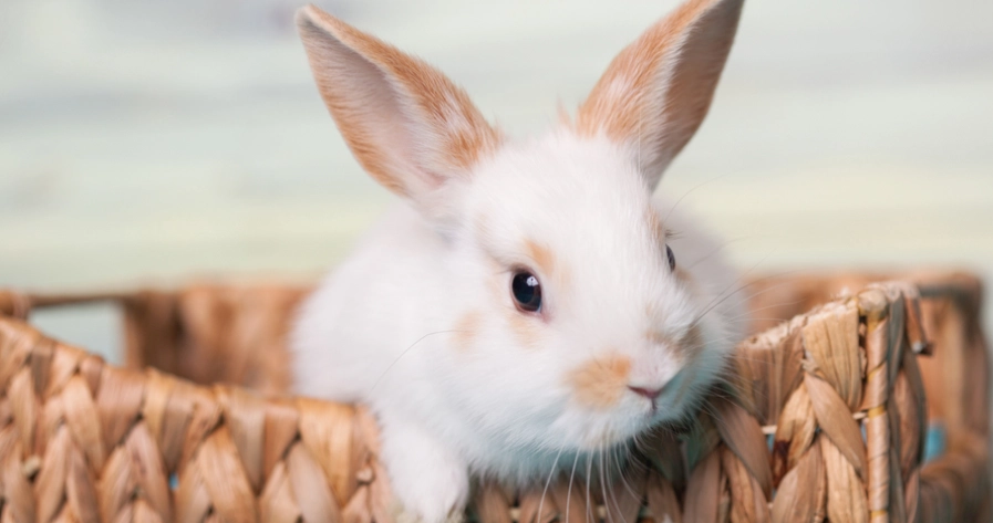 寵物兔健康檢查