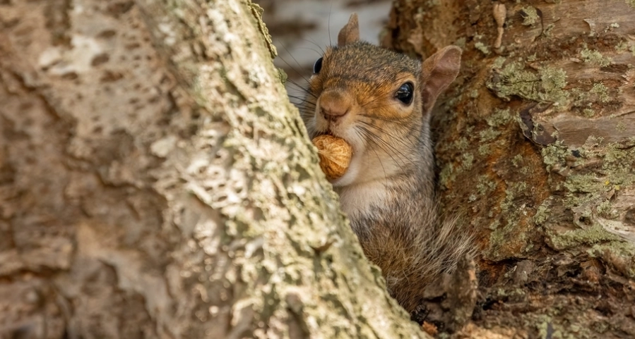 寵物松鼠感情建立