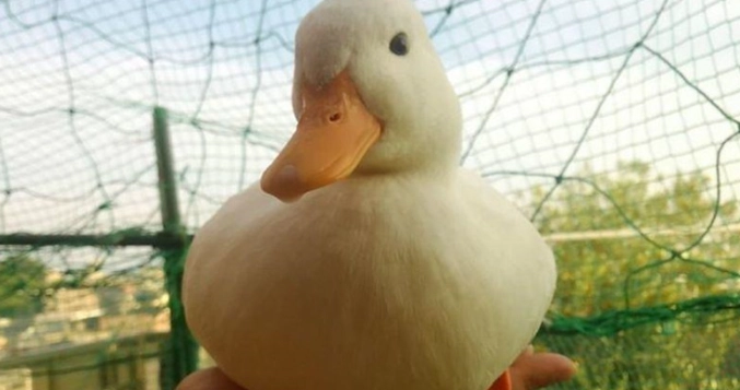 如何讓鴨子認主人