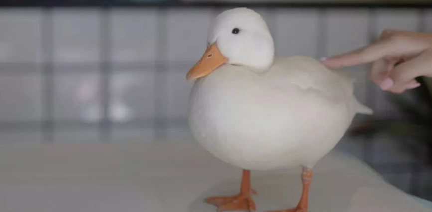 寵物鴨子飼養 寵物鴨子飼養