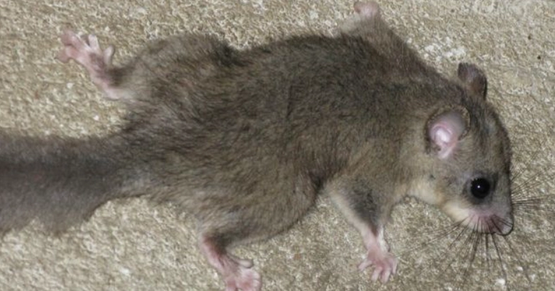 如何分辨睡鼠公母