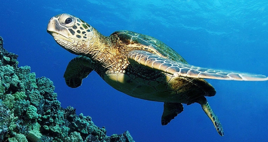 海龜長壽原因