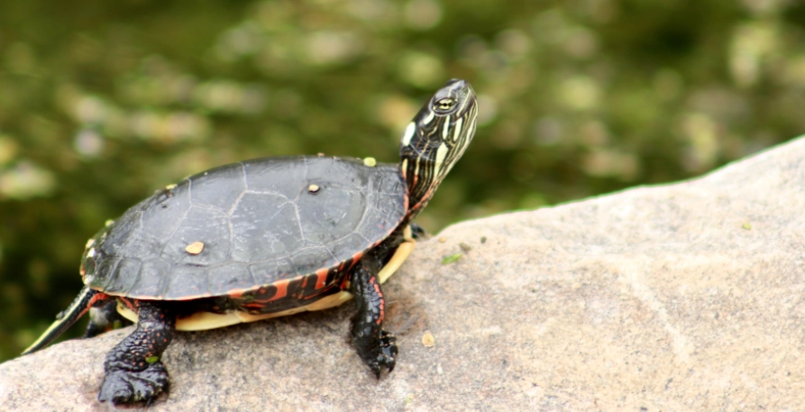 烏龜的壽命有多長